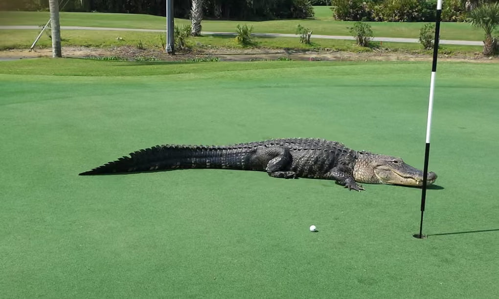 Top 5 Golf Etiquette Rules Every Beginner Should Know (Don't be that person!)